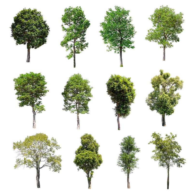 Foliage Diversity