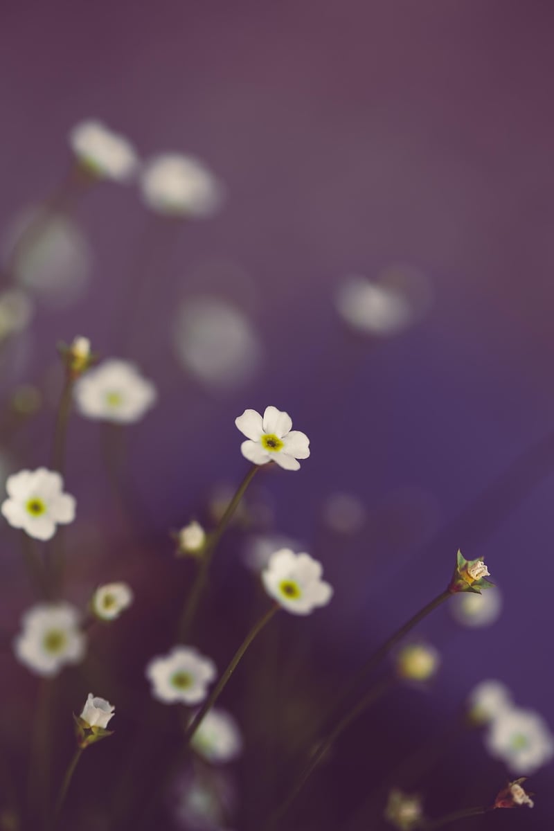 Mystical Botanical Haven