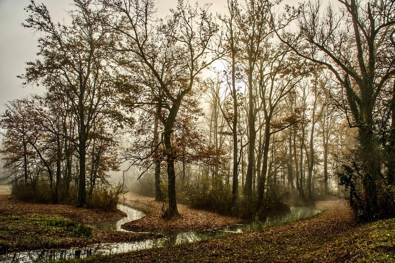 Whimsical Pathways